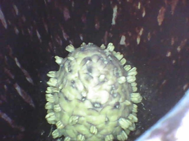 Skunk cabbage flower transitioning. A skunk cabbage flower transitioning from female to male.
