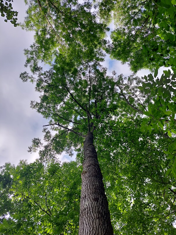White ash tree crown. View from underneath a tall, healthy white ash tree with a full crown.