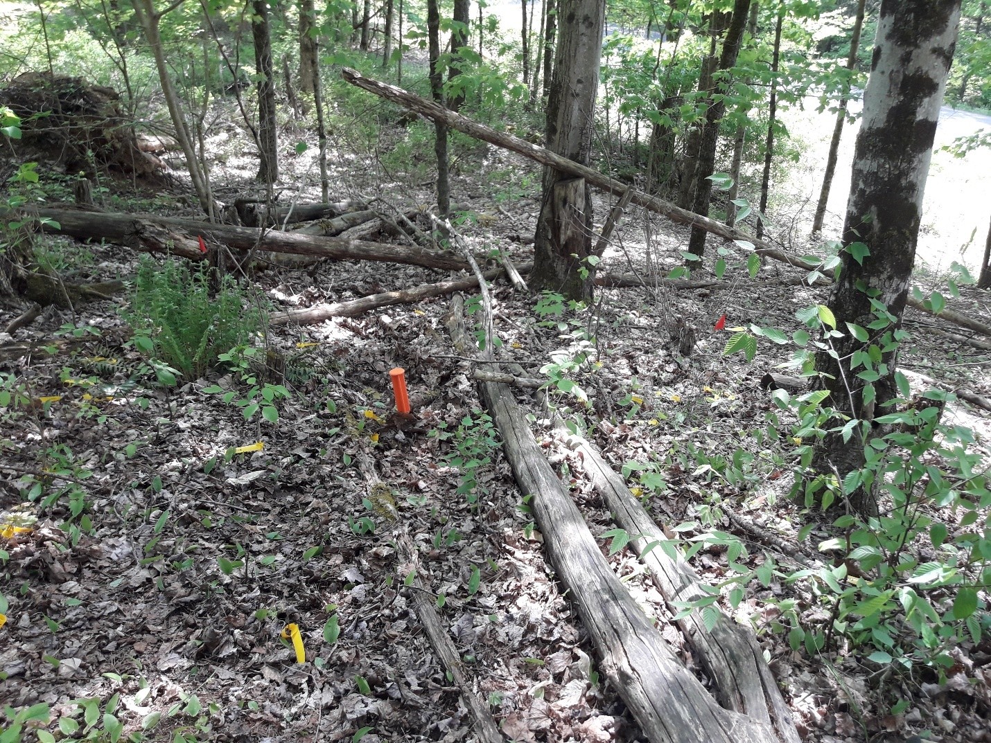Assessing Vegetation Impacts from Deer (AVID) plot. An orange stake on the forest floor surrounded by yellow tags that mark tree seedlings.