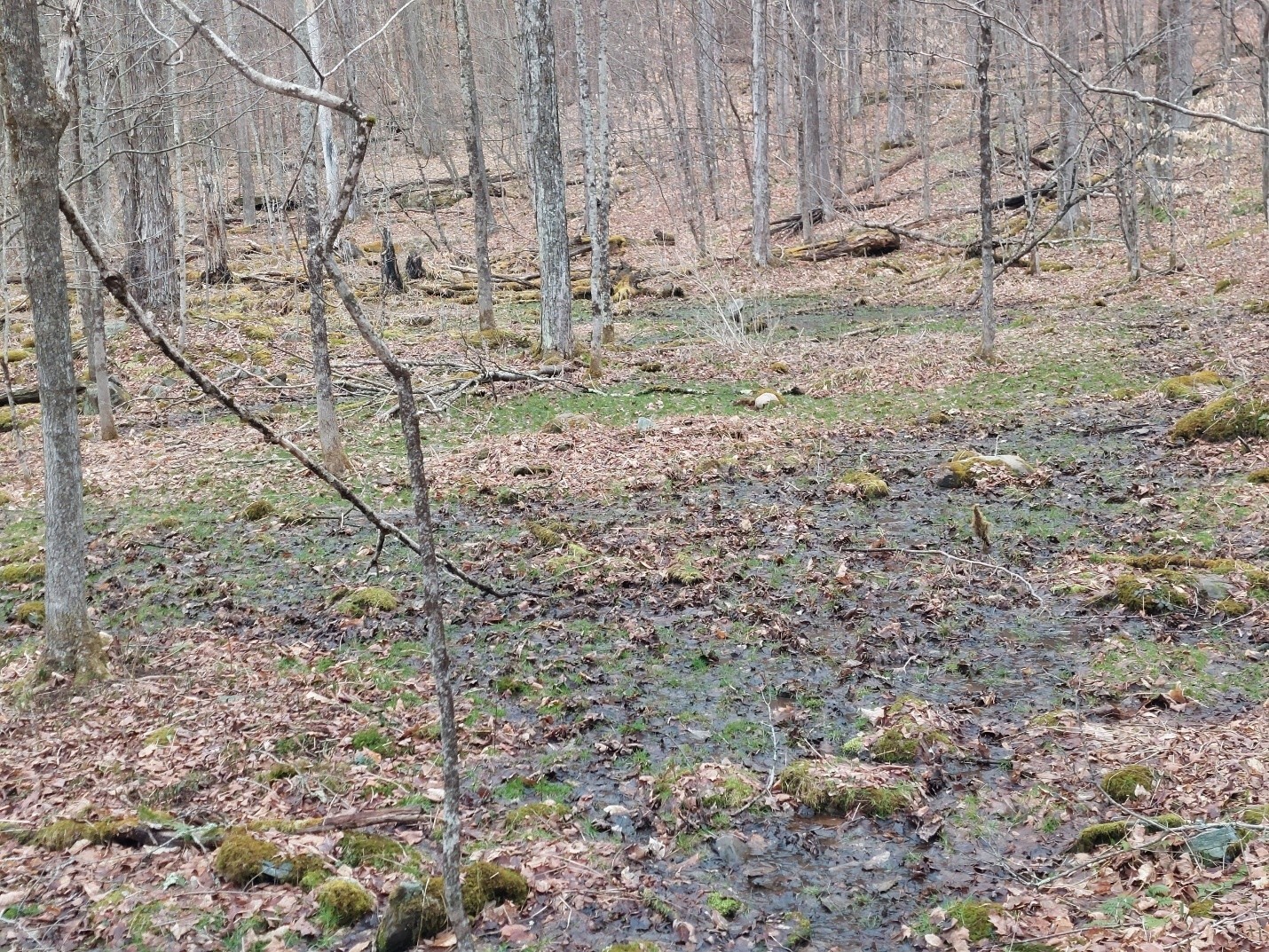 Forest wetland in early spring. Forest wetland in early spring.
