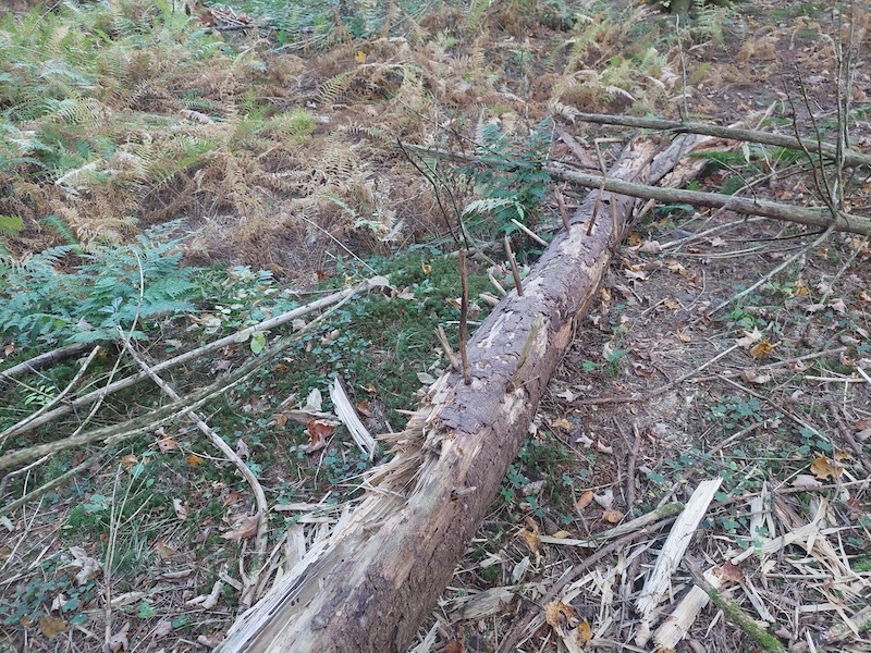 A section of a Norway spruce stem, possibly a broken top, laying on the forest floor. One end of the stem appears shredded and there are bleached, thin strips of wood laying about. 