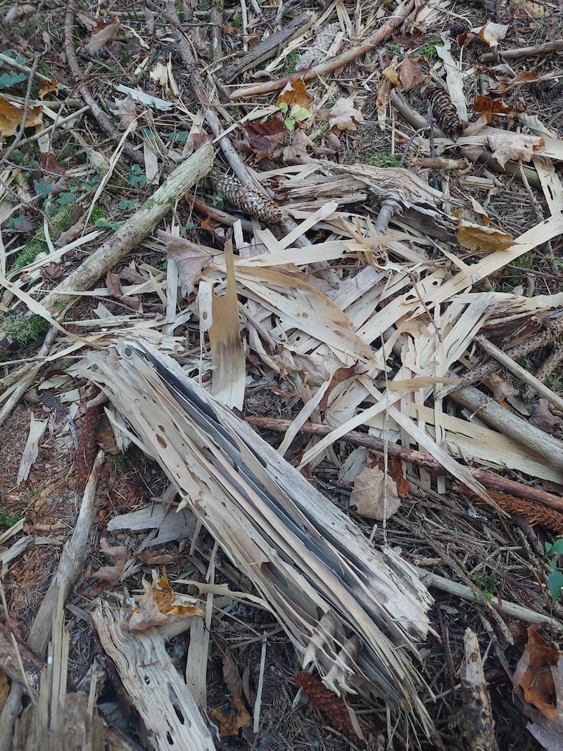 Piece of decaying wood laying on the ground with wood strips all around.