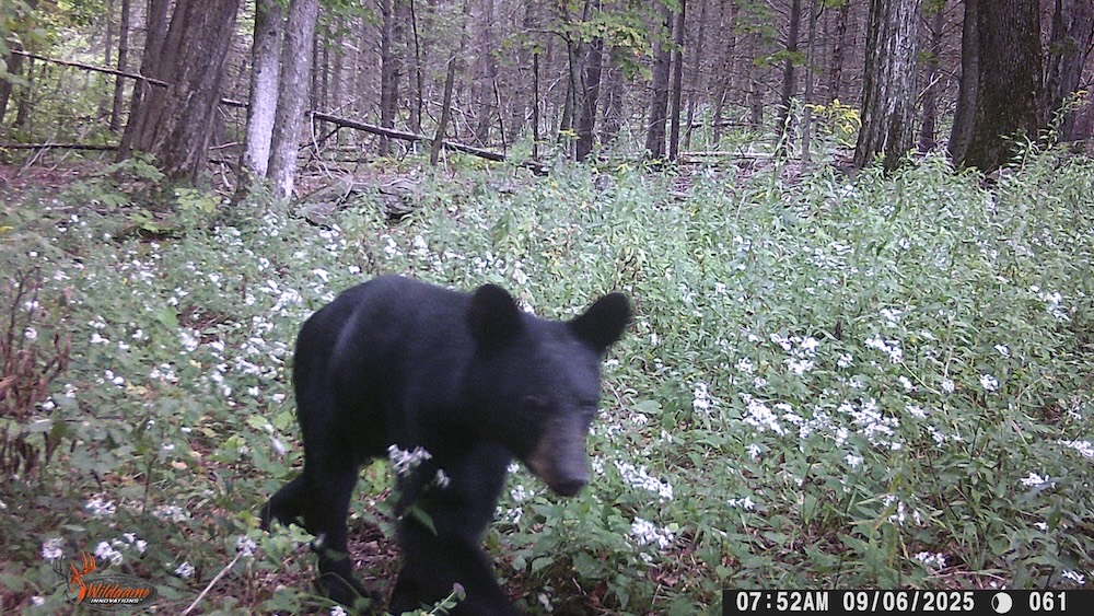 A young black bear walks a trail along the edge of a field.