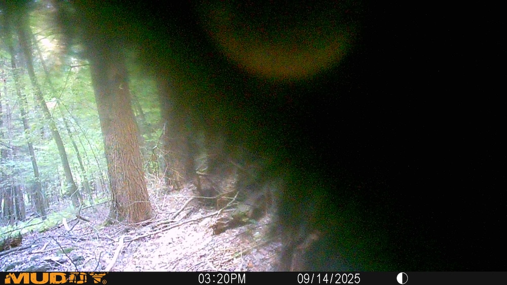 A bear paw covering up the camera lens. This bear didn’t destroy the camera, but it did poke a hole in the sensor. 