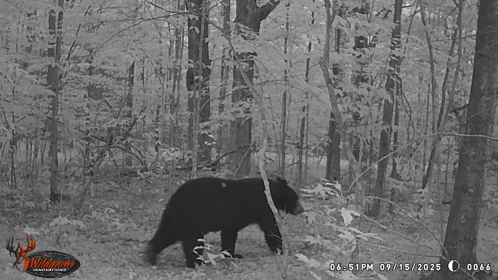 A large black bear walks past the camera in the evening.