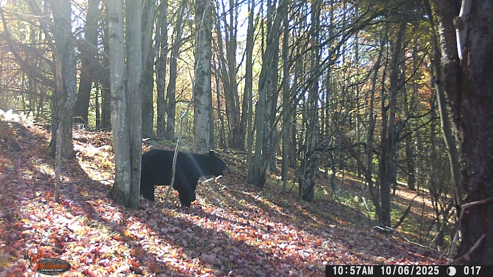 A large black bear in the morning sunlight looks down the trail with one leg raised and mouth slightly open.