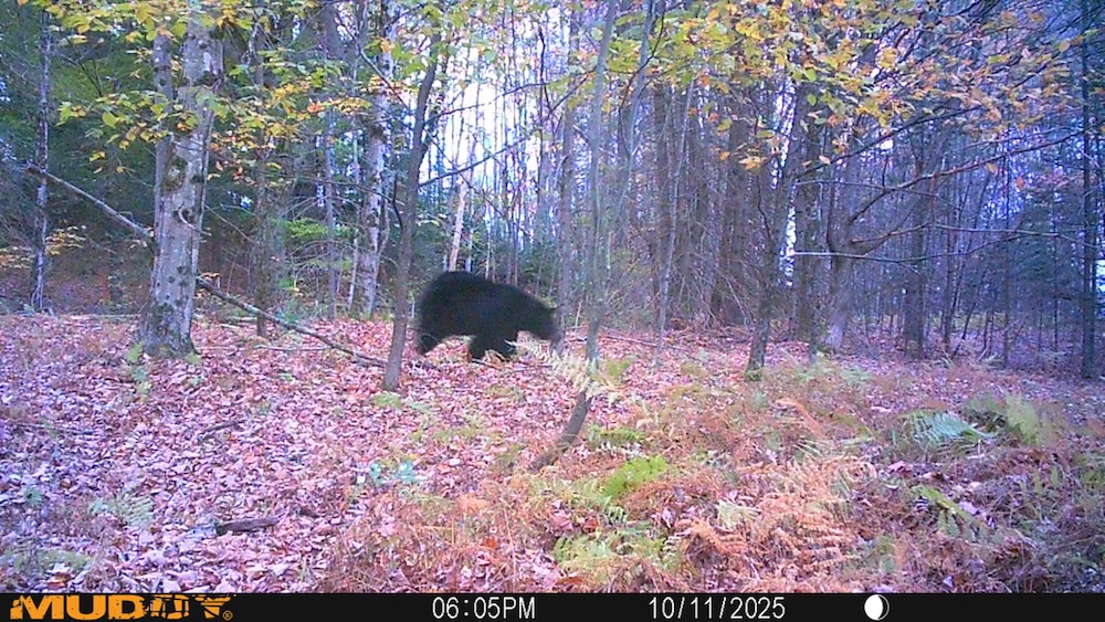 A black bear moves through a woods in early fall.