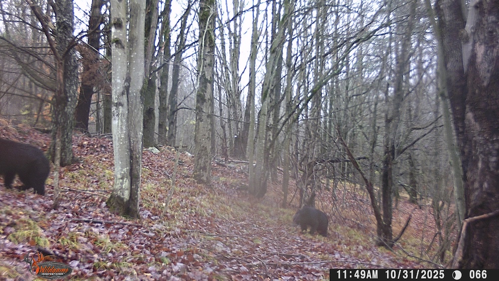 A bear cub follows its mother up the trail.