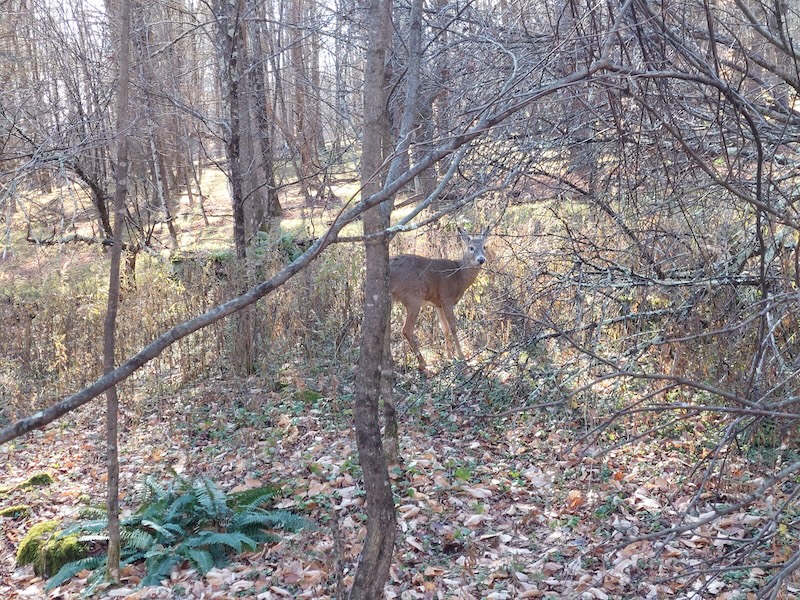 A young deer stops feeding to look at the cameraman. Sunlight radiates through the open woodland. Some ferns, green plants, and goldenrod can be seen growing while light brown dry leaves cover the ground.