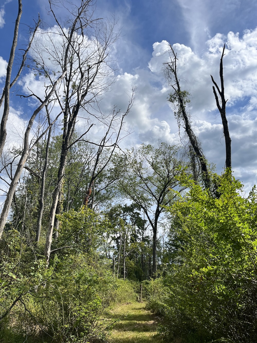 Vines cover dead trees on a trail. 