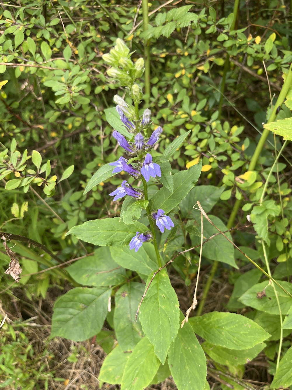 Tall, blue flower in bloom.