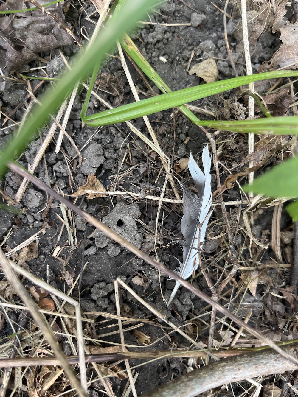 Gray and white feather. 
