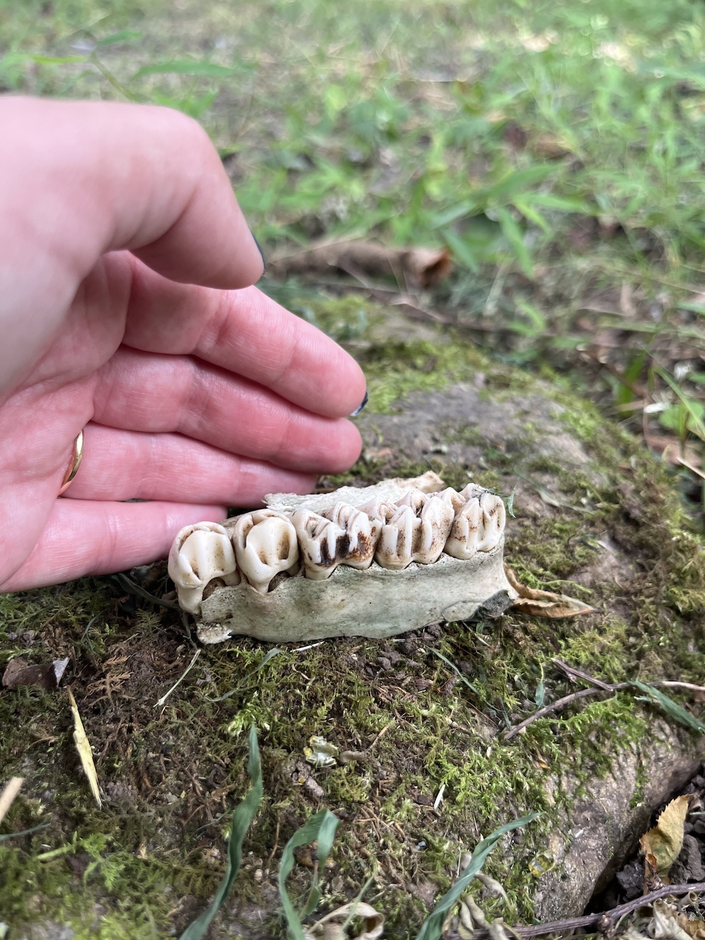 Broken piece of an animal jawbone. 