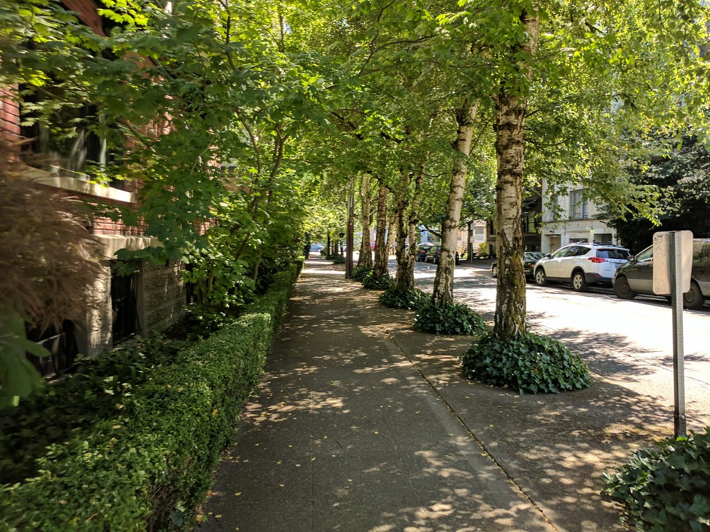 Urban street shaded by trees.
