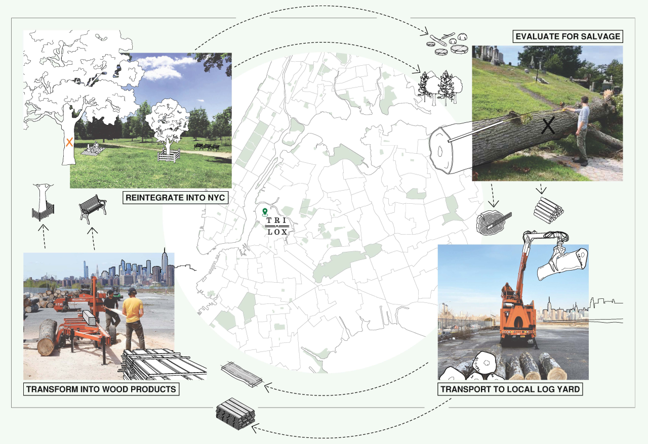 Cycle of salvaged urban trees. A flow chart shows the cycle of growing urban trees and using their wood locally.