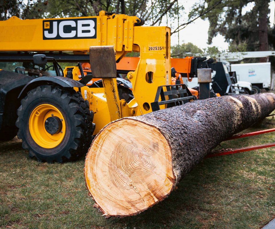 Salvaged tree on a forklift. A salvaged tree is removed from the site to be milled into wood products.