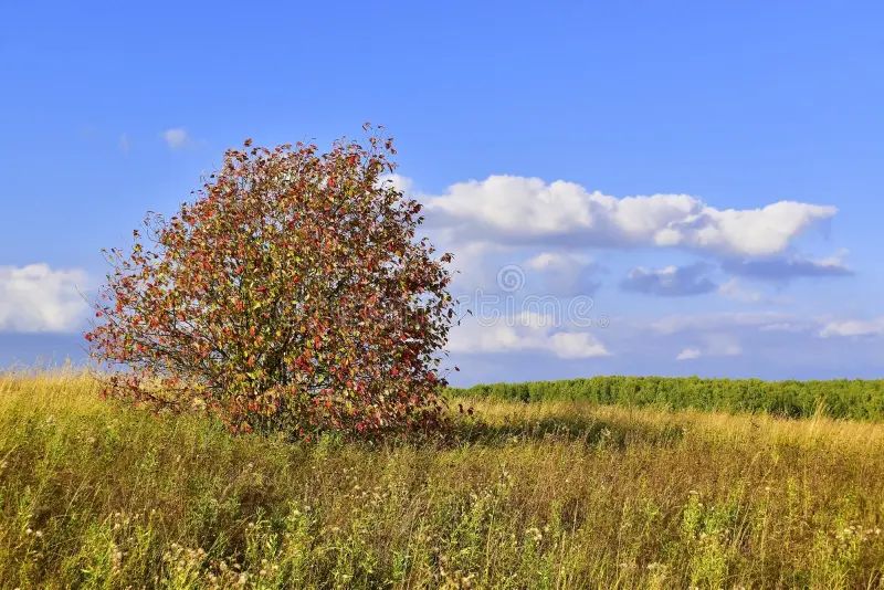 Picture of an unmowed field in the fall with a tree in fall colors and a blue sky with white clouds.