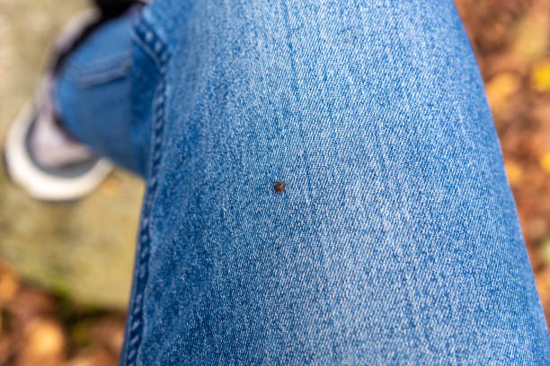 Tick on a blue jean pant leg.