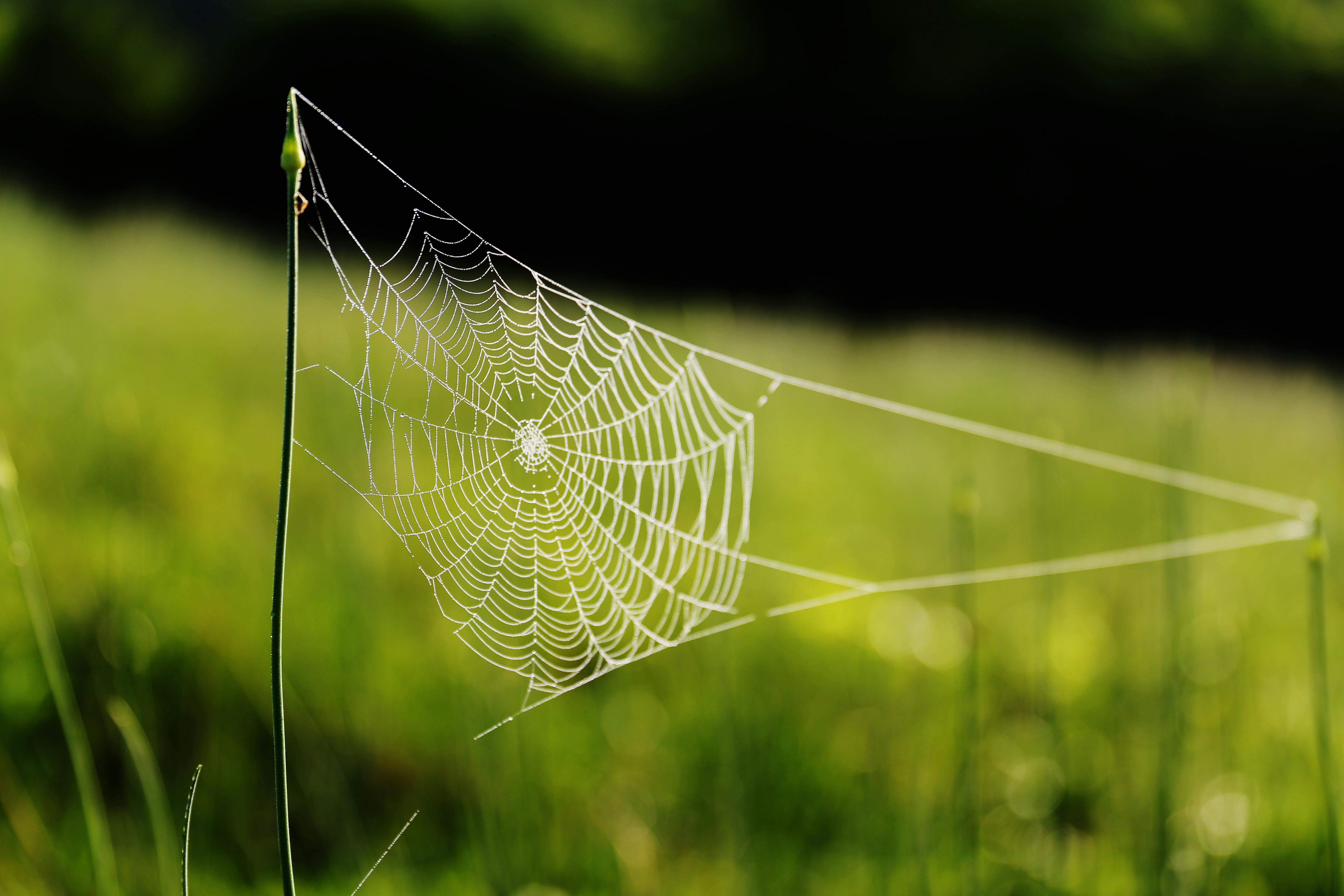 A spider web attached to the stalk of some plants and drenched in dew.