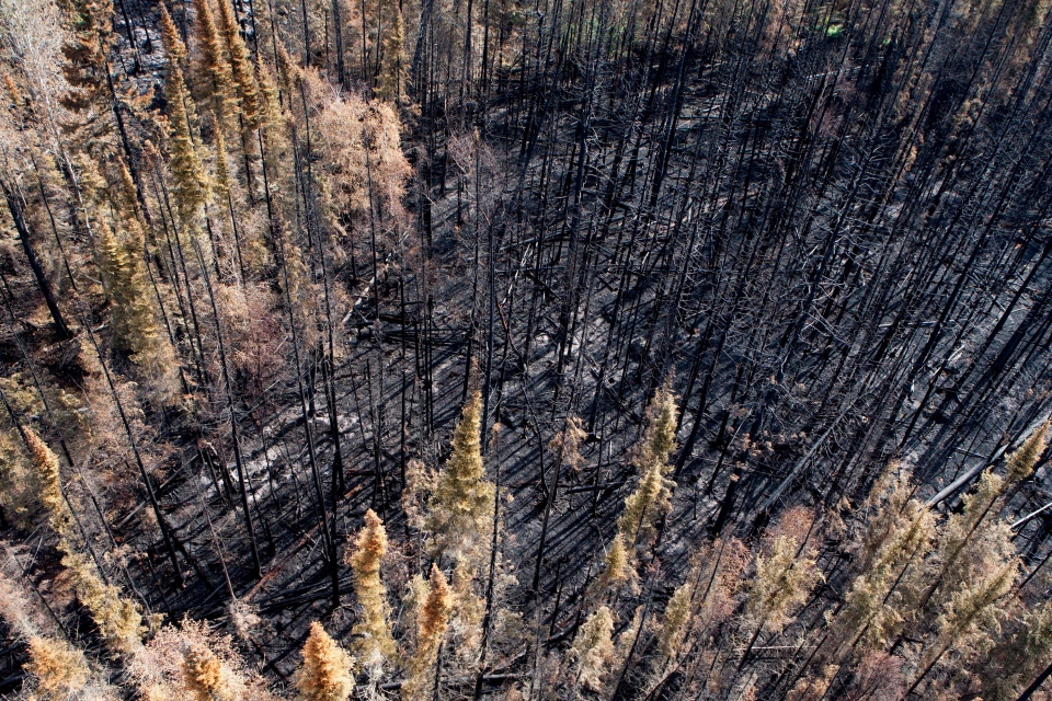 Forest burned by wildfire. Forest burned by wildfire.