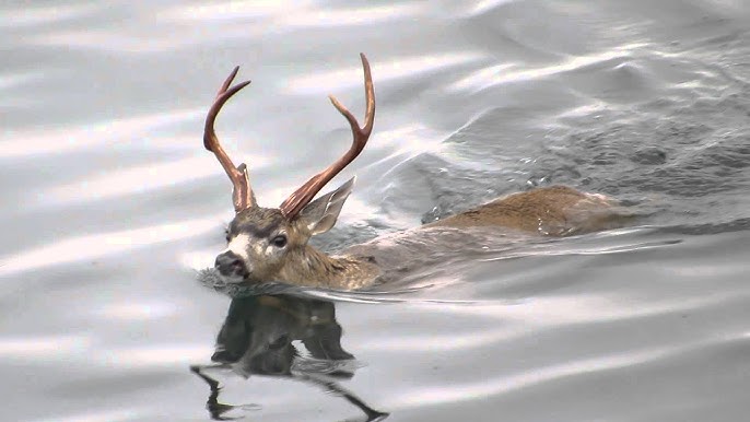 Buck swimming in open water.