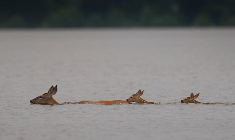 A doe and two fawns swimming in open water.