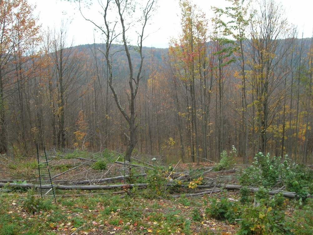 A fall picture of a patch cut recently done in a more mature woods with young woods in the background.