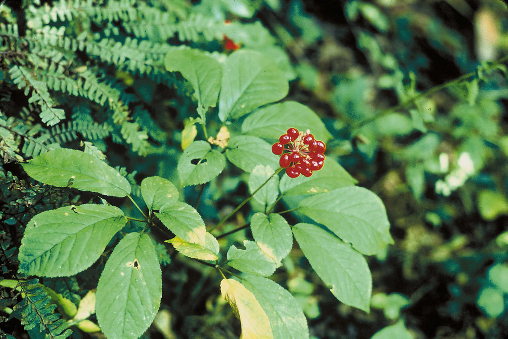 Ginseng plant with its red cluster of berries.