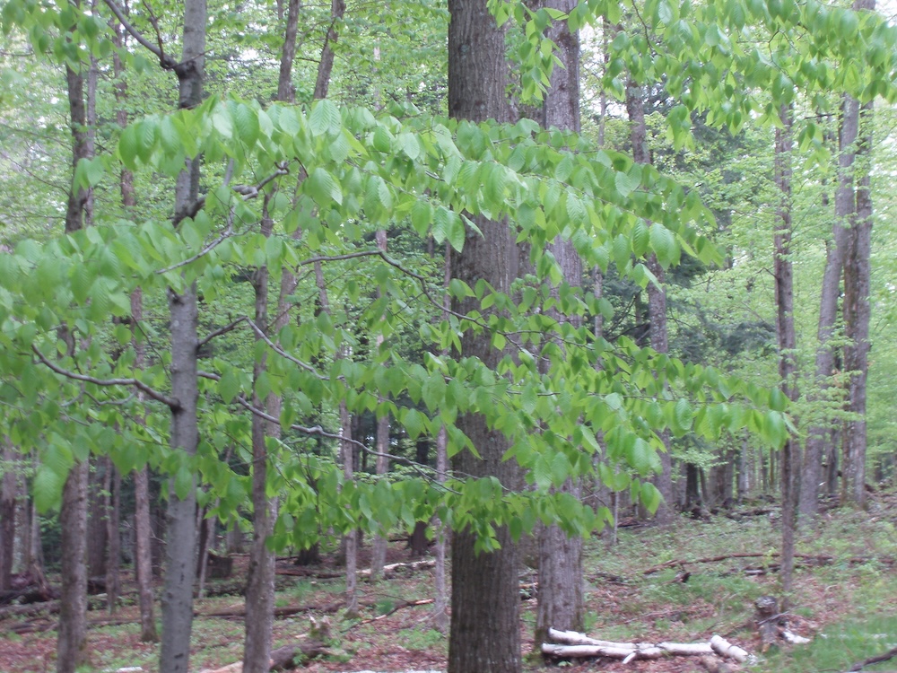 Woods in spring. Green leaves of spring on a branch with trunks of trees in a woods in the background.