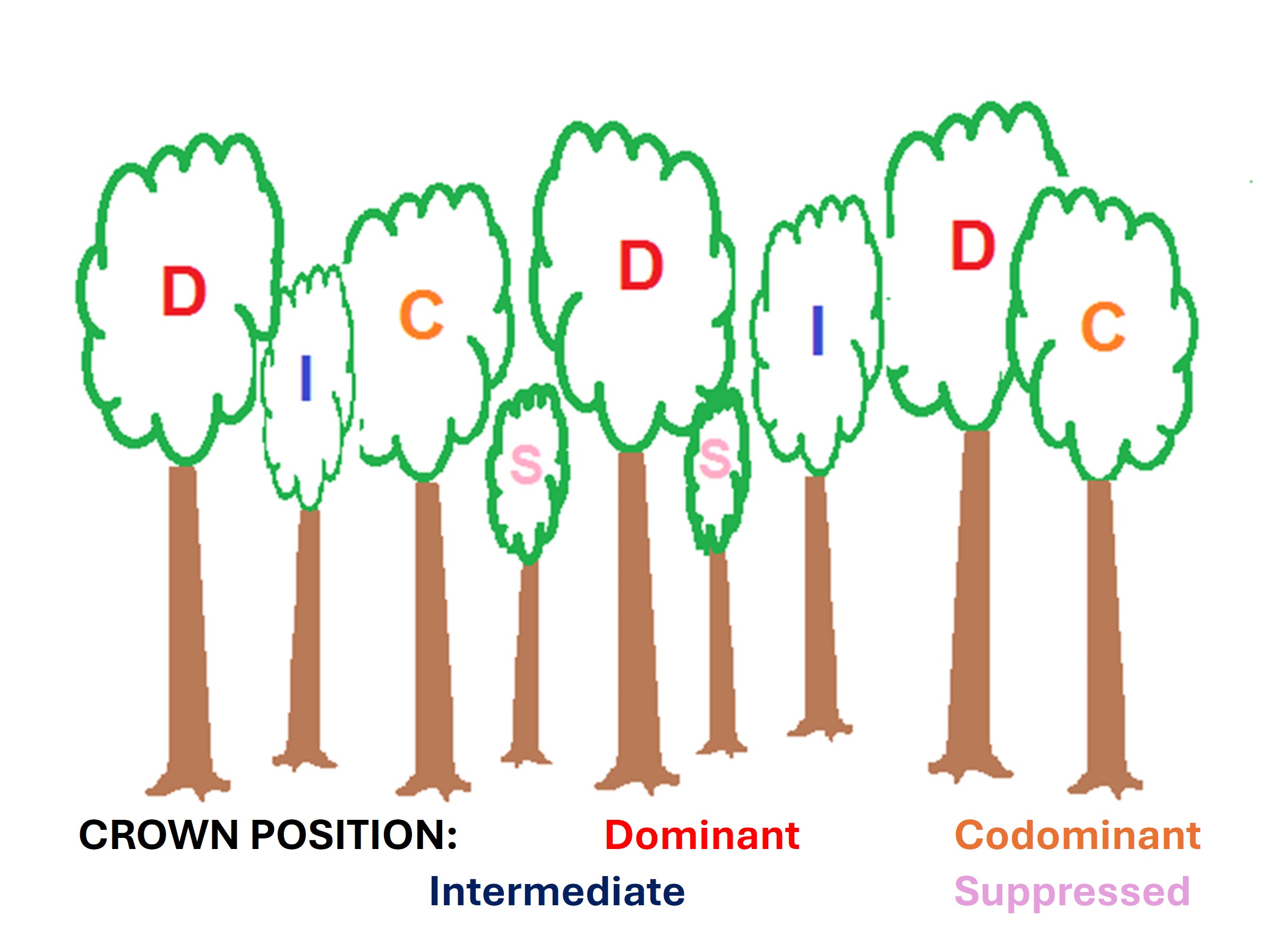 Crown position. A diagram of the height of different tree crowns in a woods.