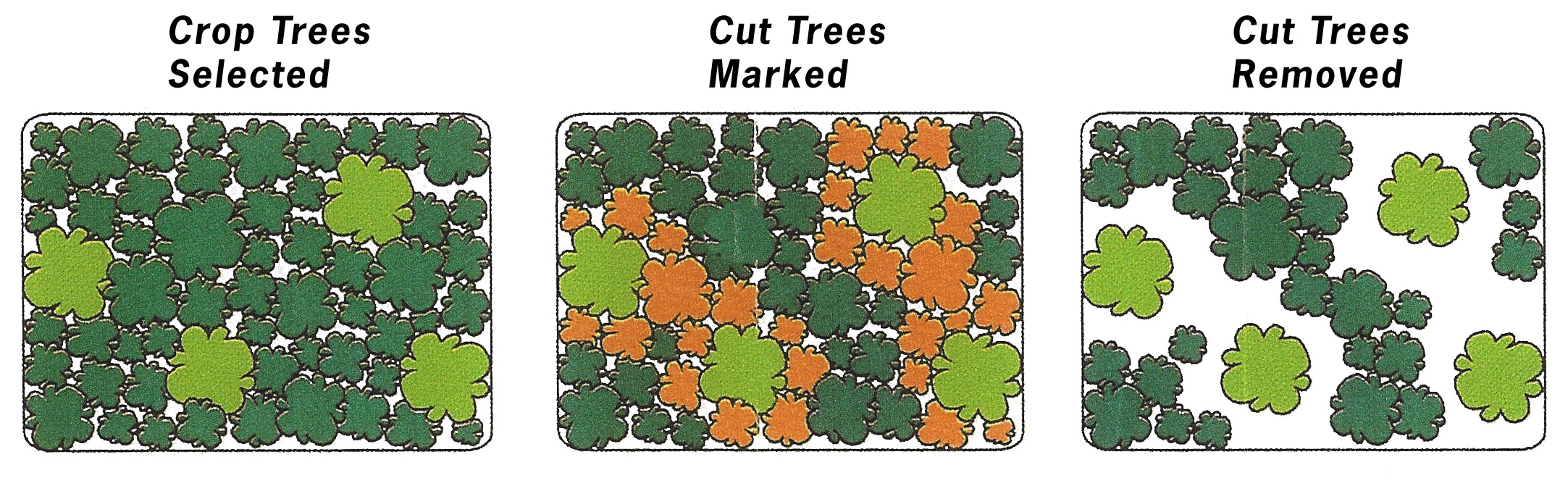 Thinning out around crop trees. Three diagrams showing what it looks like from above to thin out around crop trees.