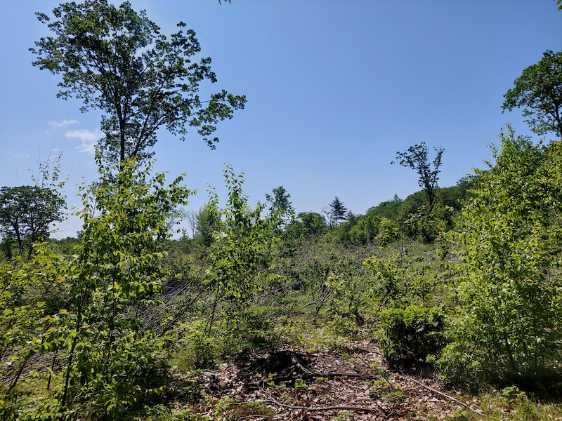 A sunny open area created by timber harvesting. The young woods growing back gives a brushy look. Several mature trees are scattered throughout the open area.