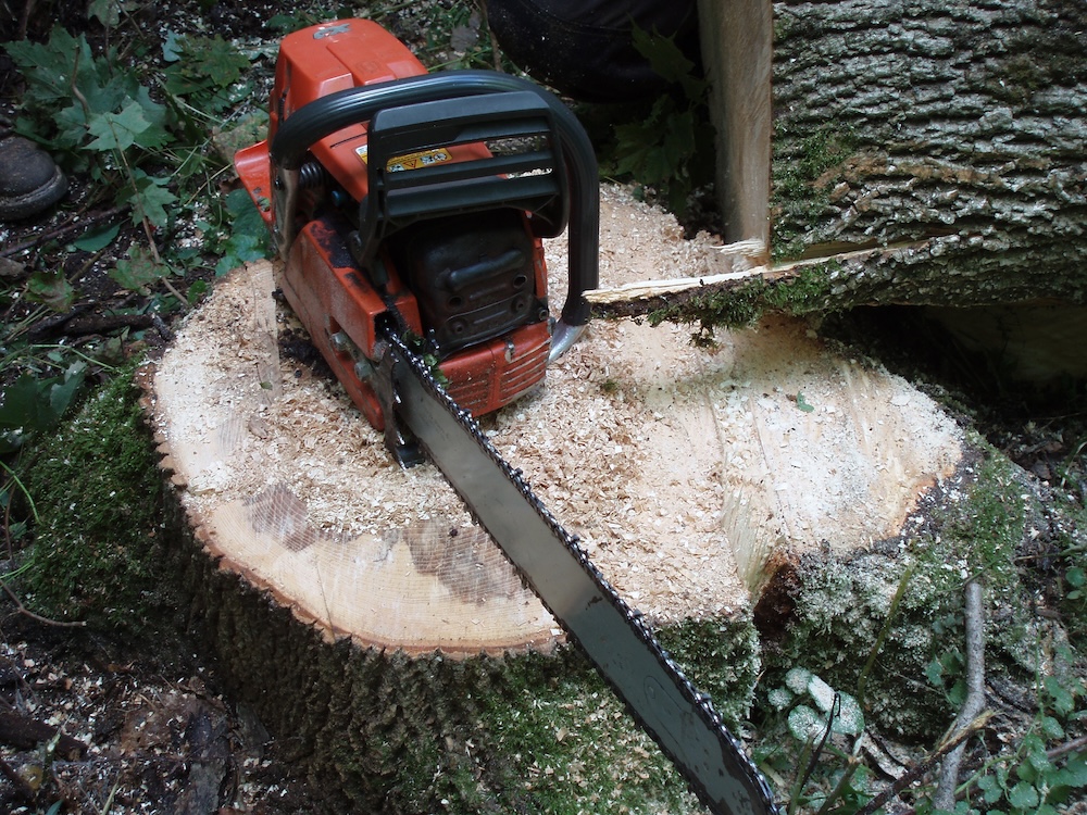 An ash sawtimber tree. A chain saw sitting on a just-cut stump.