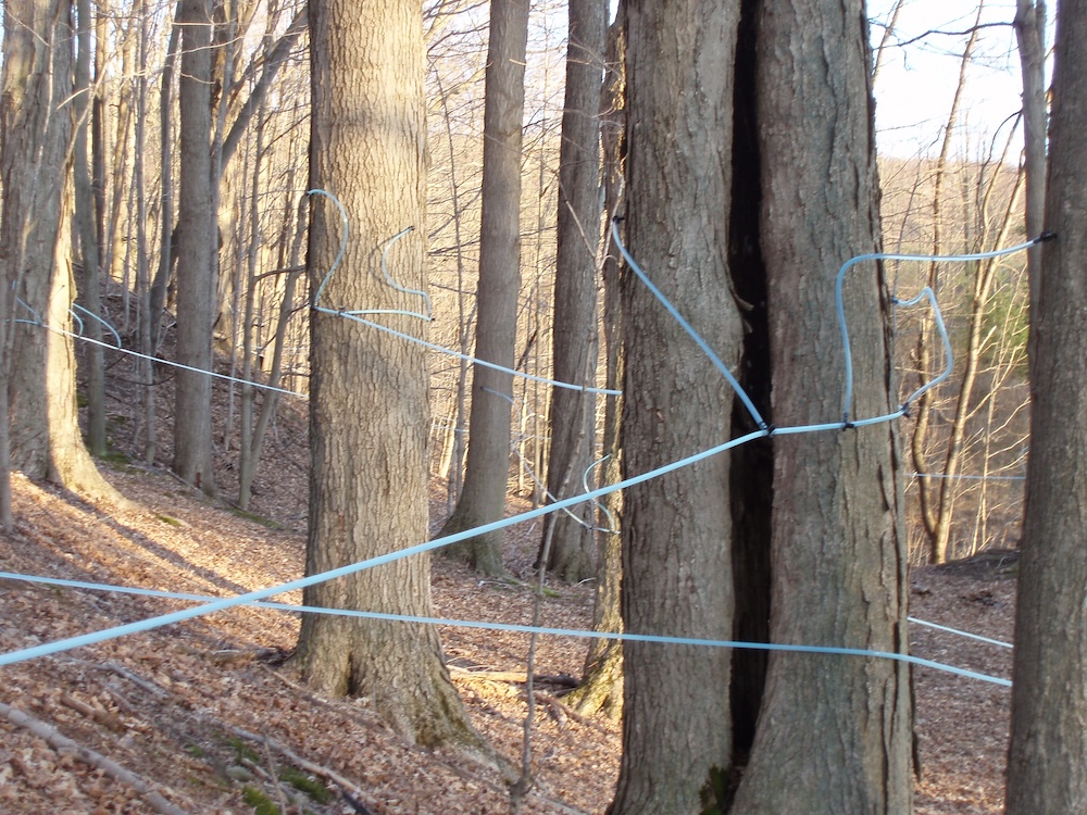A sugar bush. Sap lines winding through the trees in a sugar bush.