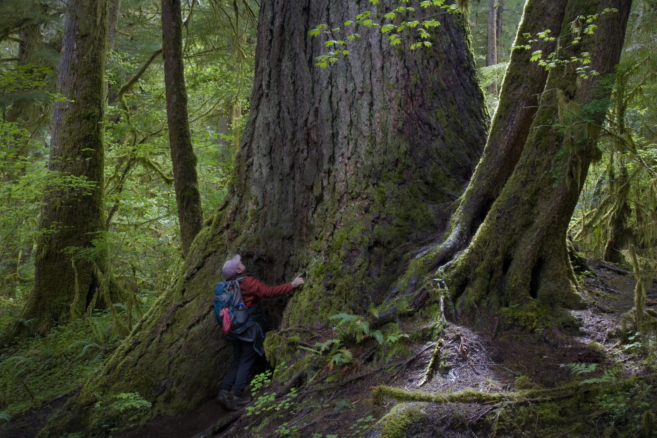 Large tree awe factor. Person in a woods looking up the trunk of a very large tree that dwarfs them.