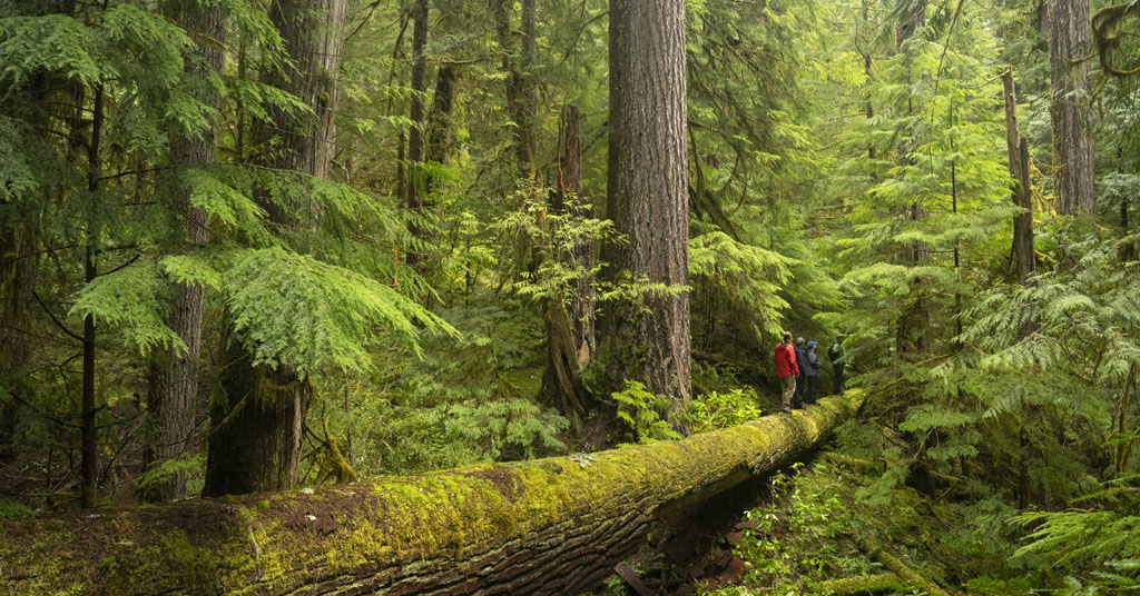 Large fallen trees are part of old growth. Four people standing on a very large, long log surrounded by green conifer branches with large standing trees all around them.