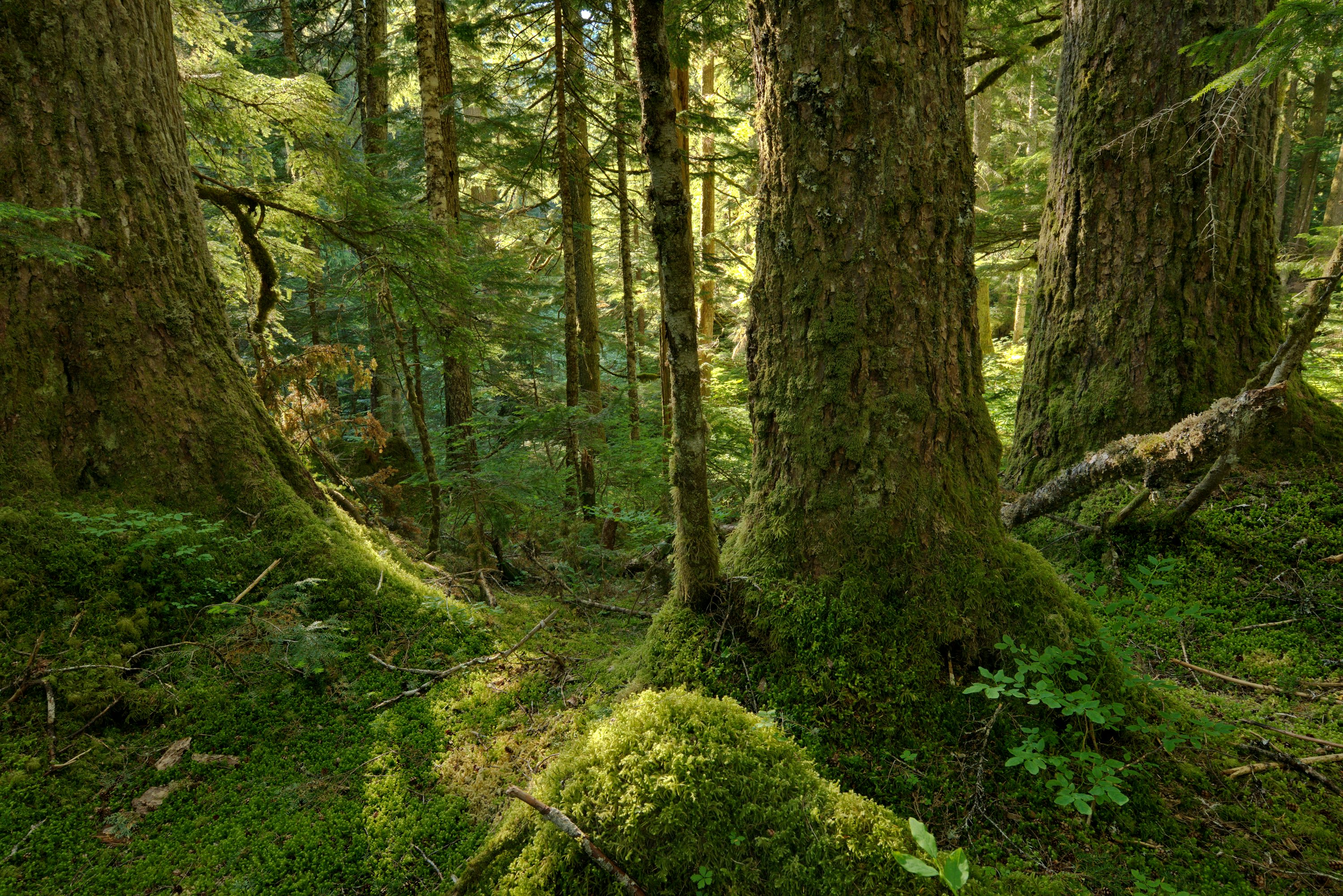 Many canopy layers of old growth. ery large tree trunks with deep moss at the bases and smaller tree trunks behind them and a sunny open area of smaller trees beyond those.