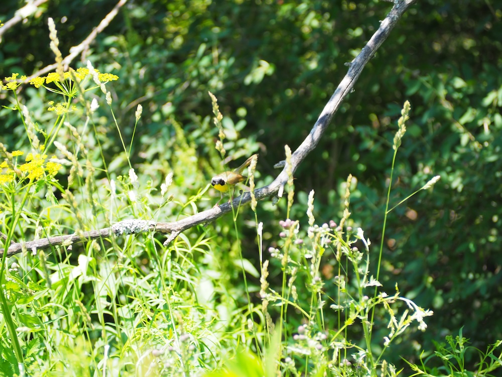 Common yellowthroat on a dead limb.