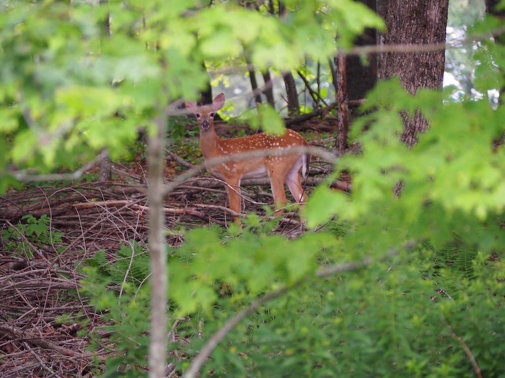 A fawn staring intently at the camera man.