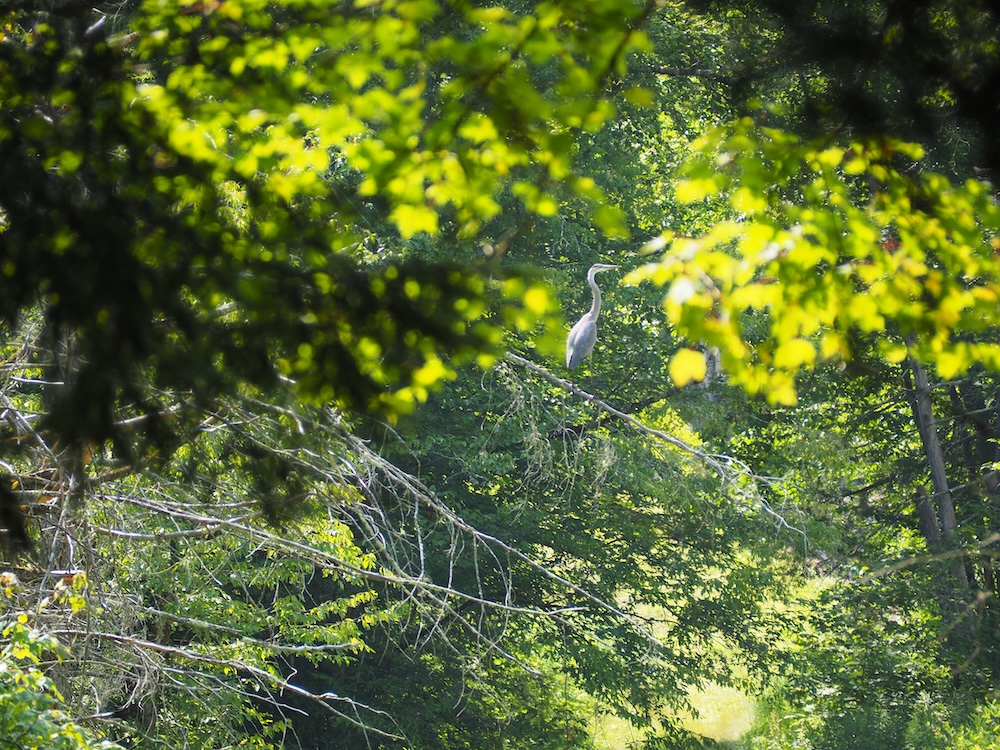 A great blue heron perched on a limb.
