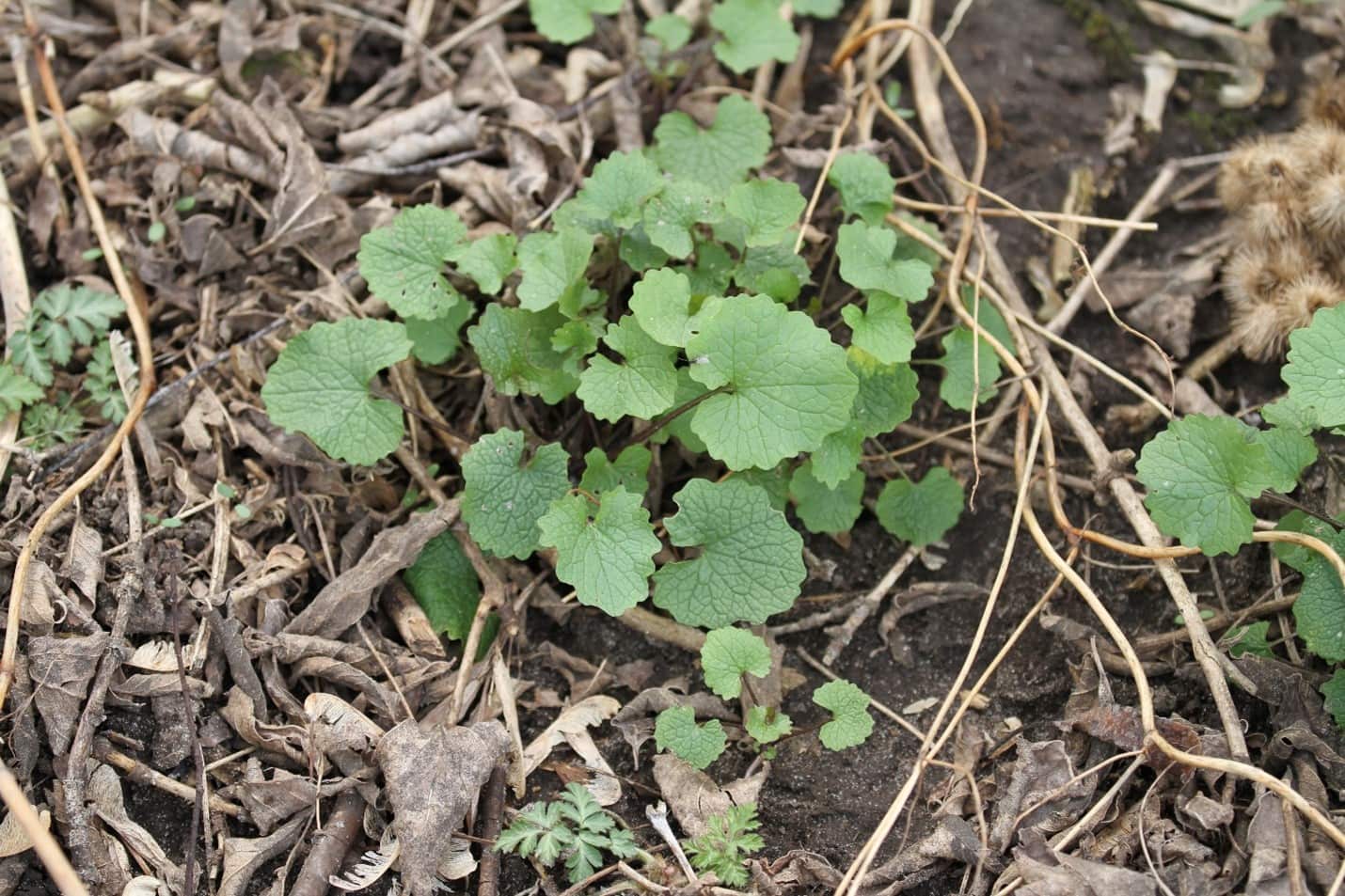 First year garlic mustard rosette. Photo by Mark Micek. Borrowed from tallgrassrestoration.com.