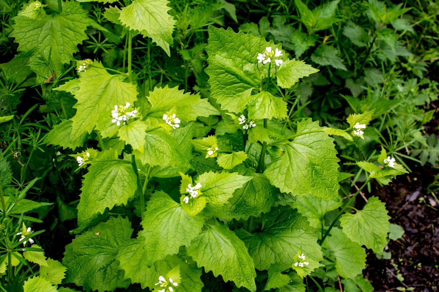 Second year garlic mustard bolted with white flowers. Photo by Mark Micek. Borrowed from tallgrassrestoration.com.