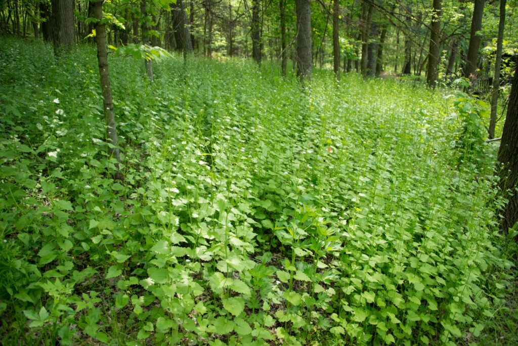 Garlic mustard is an invasive plant that appears early in spring. Photo by Wisconsin DNR. Borrowed from Wisconsin DNR Forestry News.
