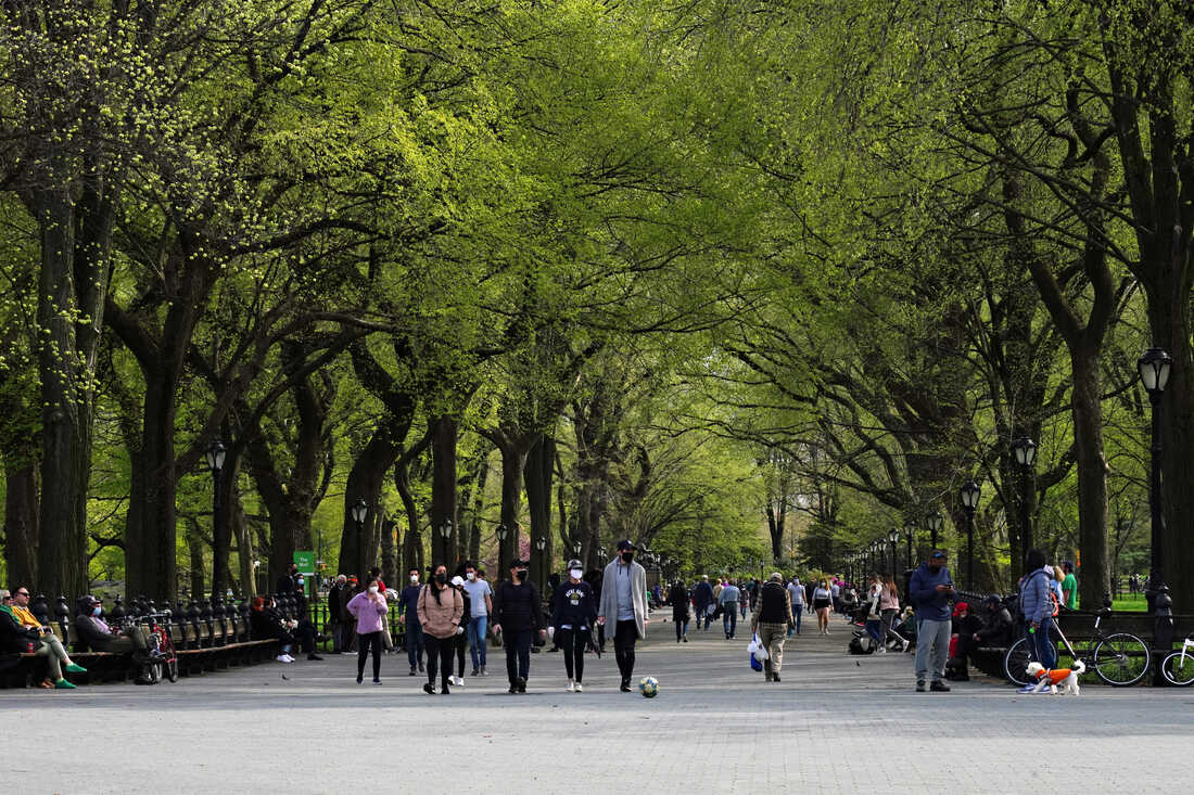 Large trees arching over a wide walkway in a park.