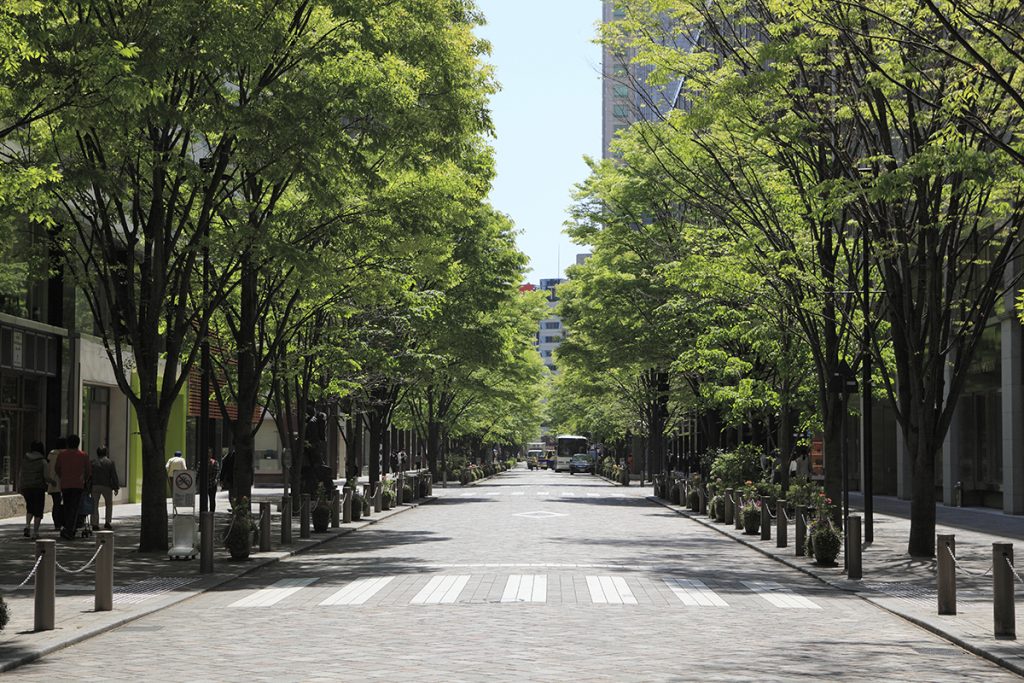 Gray brick paved street lined with medium size trees with wide walkways on either side.