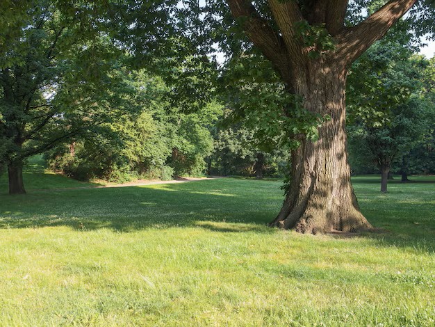 Large tree in a park lawn with more trees in the background.