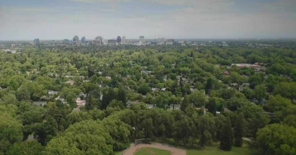 Aeriel view of tree canopies dominating a city area. 
