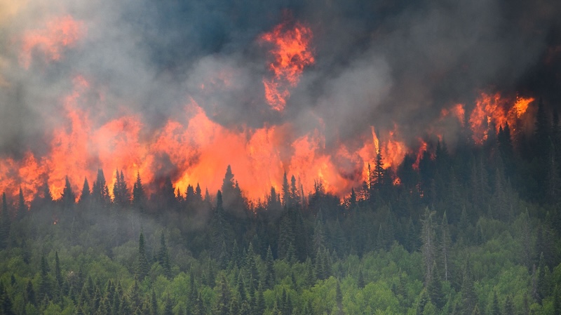 Raging wildfire. A raging wildfire in the background bearing down on unburned forest.