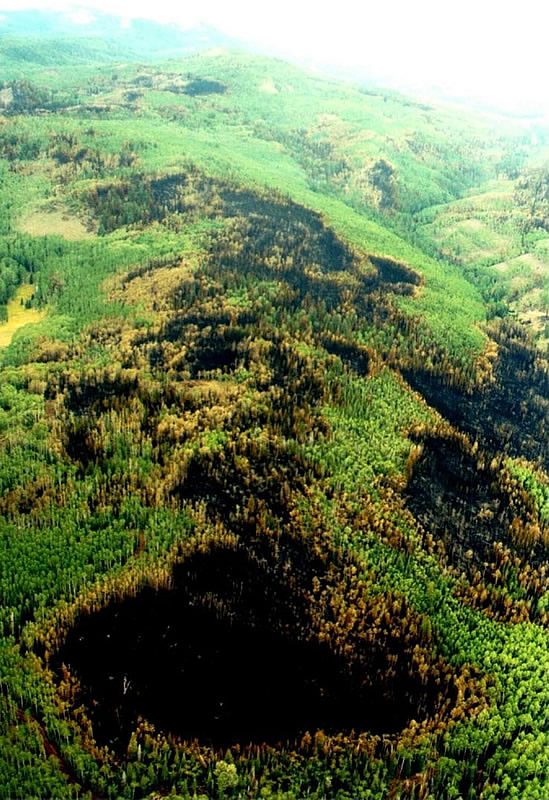 Aspen controlling fire spread. A mountain top of burned conifers surrounded by green aspen trees.
