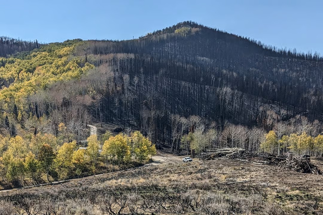 Aspen as a firebreak A mountain side with burned trunks of dead conifers on one side and live aspen trees with leaves turning yellow in the fall on the other side.